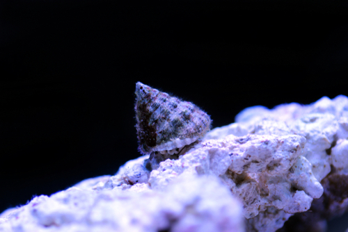 Turban Snail