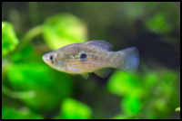 American Flagfish