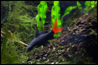 Red Tail Shark