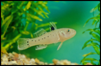 Knight Goby