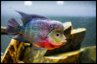 Flowerhorn Fish