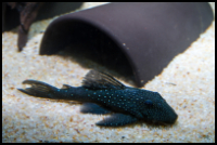 Blue Phantom Pleco