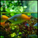 Boesemani Rainbow