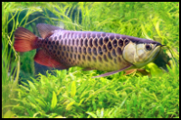 Colorful Arowana