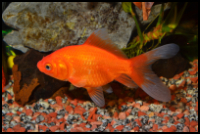 Comet Goldfish