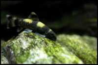 Panda Garra on Stone