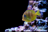 Juvi blue tang Atlantic