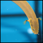 close up rope fish
