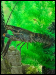 Freshwater Crayfish Blue Moon