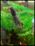 Blue Marble Freshwater Lobster