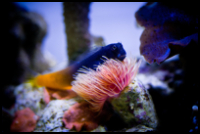 Bicolor Blenny