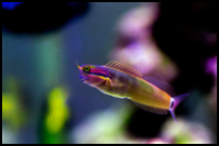 Tail Spot Blenny 