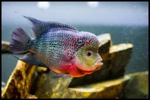Flowerhorn Fish