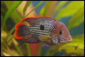 Green Terror Cichlid