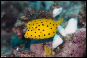 Cubicus Boxfish