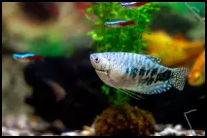 Gouramis
