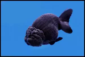 Lionhead Goldfish
