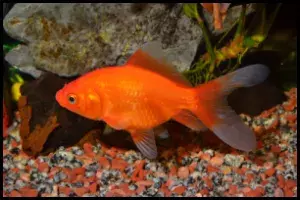 Comet Goldfish