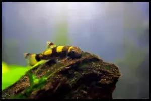 Panda Garra Feeding