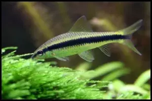 Siamese Algae Eater