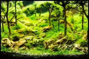 Planted aquascape