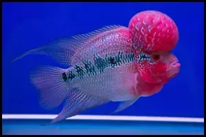 Flowerhorn