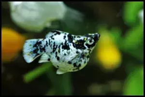 Balloon Molly Growing