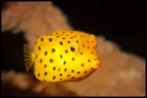 Boxfish