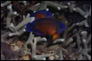 Coral Beauty