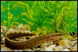 Fire Eel