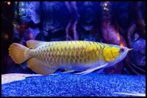 Arowana