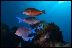 Atlantic Blue Tang Group