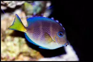 Atlantic Blue Tang