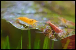 Two shrimp