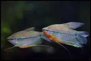 Two Pearl Gourami