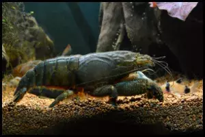 Vampire Shrimp