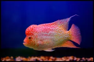 Flowerhorn
