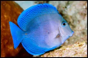 Blue Tang In Tank