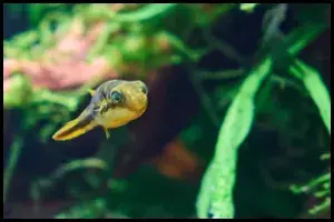 Pea Puffer Tank Mates