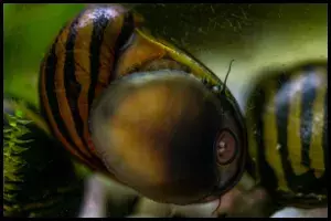 Nerite Snail Breeding Guide