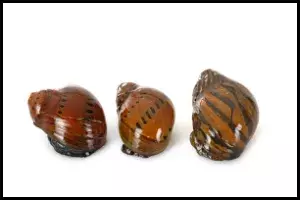 Nerite Snails Your Reef Aquarium