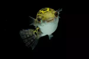 Green Spotted Puffer Feeding