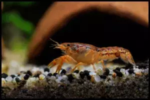 Dwarf Crayfish Eat Fish?