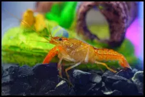 Dwarf Mexican Crayfish