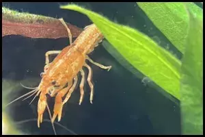 Mexican Dwarf Crayfish Live with Shrimp