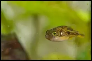 Pea Puffer Community