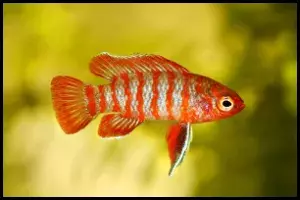 Scarlet Badis Feeding Comprehensive Guide 