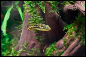 Pea Puffers The Perfect Pet