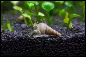 Diet &Feeding Trumpet Snails
