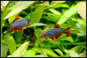 Celestial Pearl Danios The Ideal Tank Setup